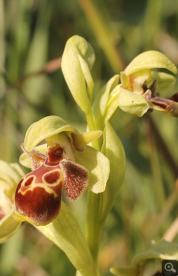 Ophrys attica, Litochoro.