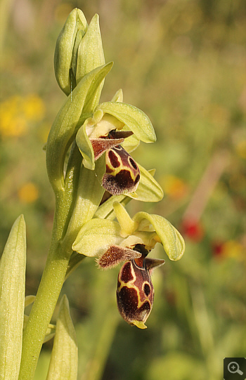 Ophrys attica, Militsa.