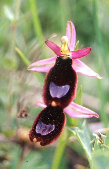 Ophrys bertolonii, Palermo.