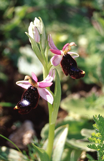 Ophrys bertolonii, Palermo.