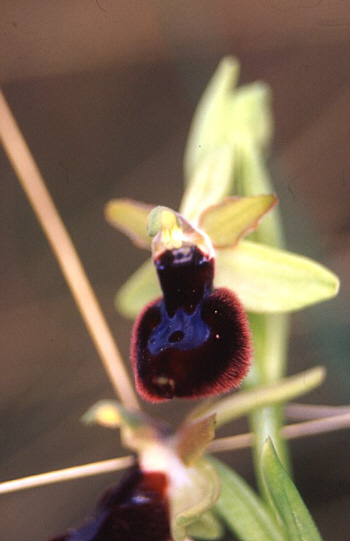 Ophrys bertoloniiformis, Monte Gargano.