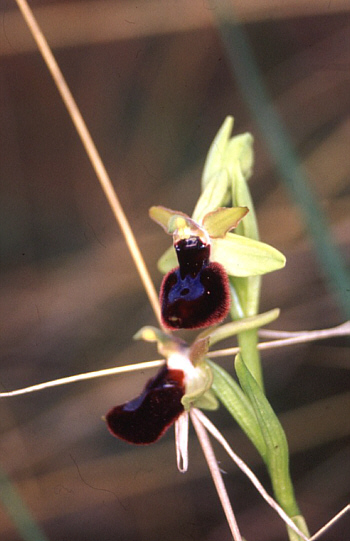 Ophrys bertoloniiformis, Monte Gargano.