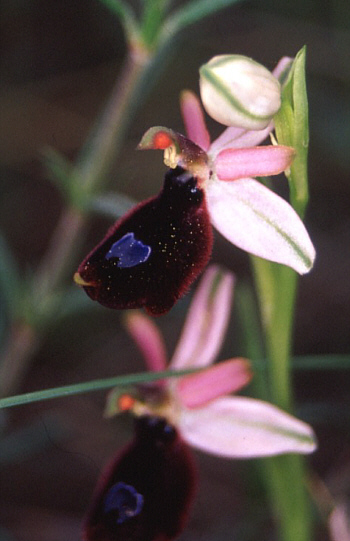 Ophrys bertoloniiformis, Monte Gargano.