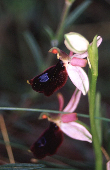 Ophrys bertoloniiformis, Monte Gargano.