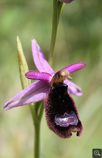 Ophrys bertolonii, Rionero Sannitico.