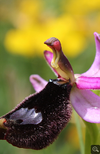 Ophrys bertolonii, Rionero Sannitico.