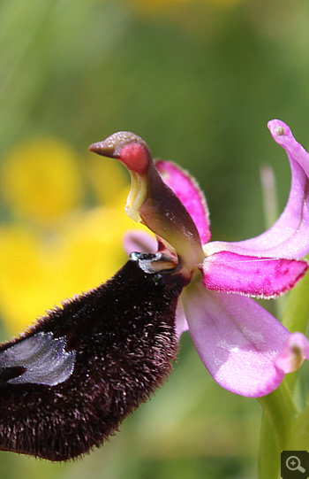 Ophrys bertolonii, Rionero Sannitico.