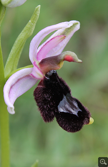 Ophrys bertolonii, Forcella di Cervaro.