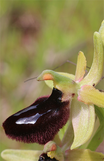 Ophrys bertoloniiformis, Massafra.