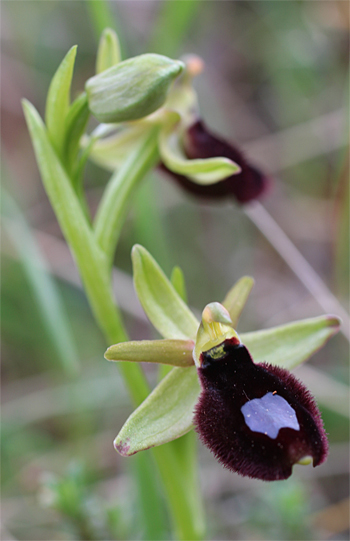 Ophrys bertoloniiformis, Mattinata.