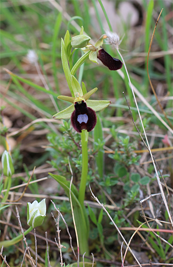 Ophrys bertoloniiformis, Mattinata.