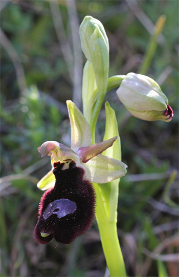 Ophrys bertoloniiformis, Monte Sacro.