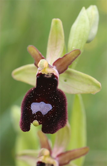 Ophrys bertoloniiformis, San Angelo.