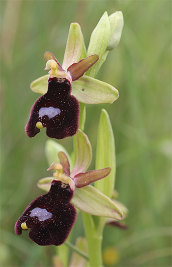 Ophrys bertoloniiformis, San Angelo.