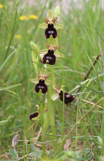 Ophrys bertoloniiformis, San Angelo.