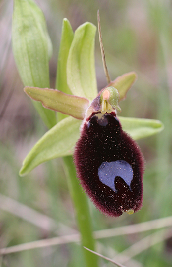 Ophrys bertoloniiformis, San Angelo.