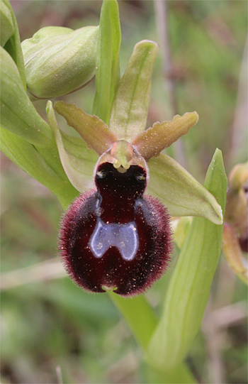 Ophrys bertoloniiformis, San Angelo.