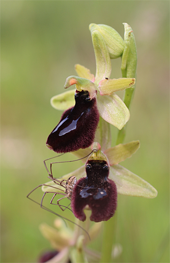 Ophrys bertoloniiformis, Massafra.