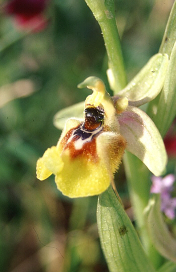 Ophrys biancae, Pantalica.