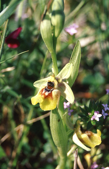Ophrys biancae, Pantalica.