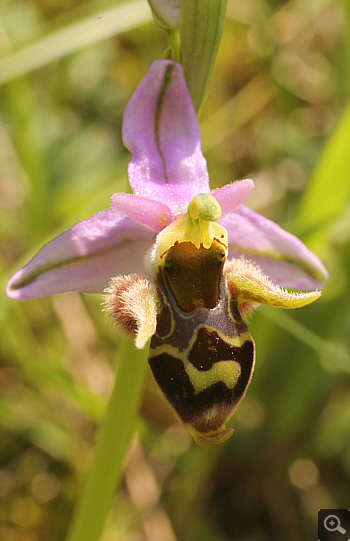 Ophrys bicornis, Vrontou.