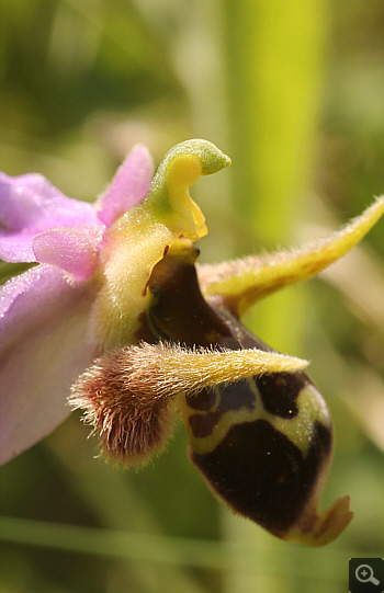 Ophrys bicornis, Vrontou.