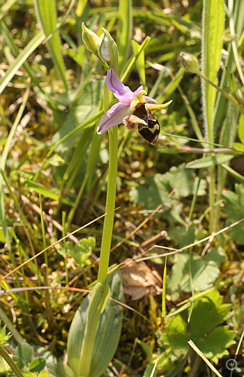Ophrys bicornis, Vrontou.