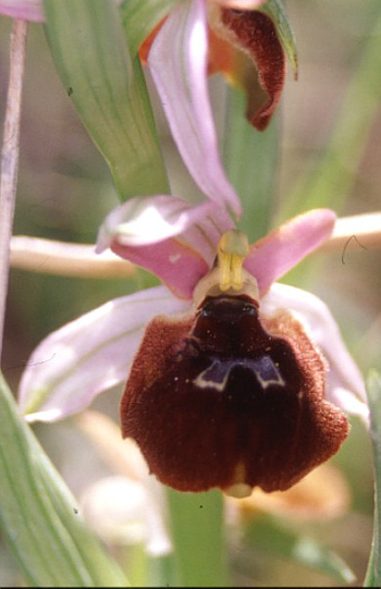 Ophrys biscutella, Monte Gargano.