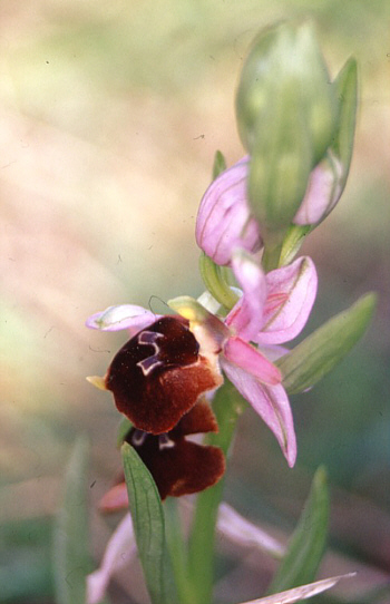 Ophrys biscutella, Monte Gargano.