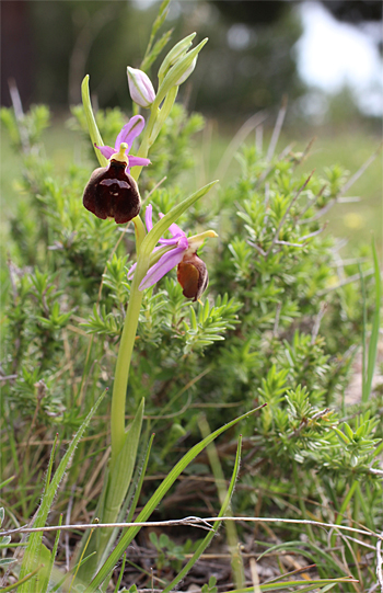 Ophrys biscutella, Mattinata.
