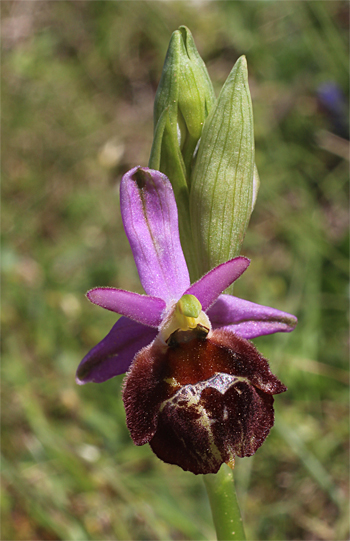 Ophrys biscutella, Monte Sacro.