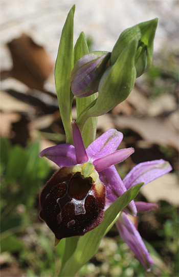 Ophrys biscutella, Monte Sacro.