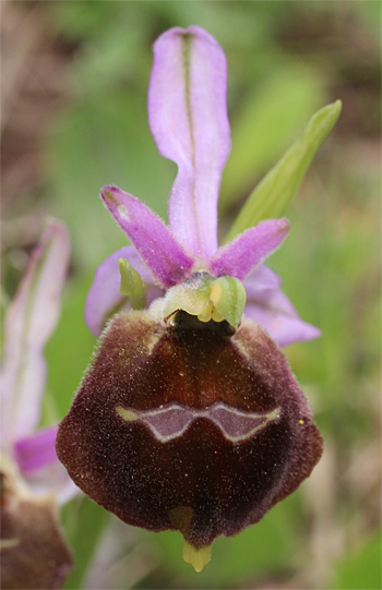 Ophrys biscutella, Cagnano Varano.