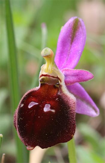 Ophrys biscutella, Cagnano Varano.