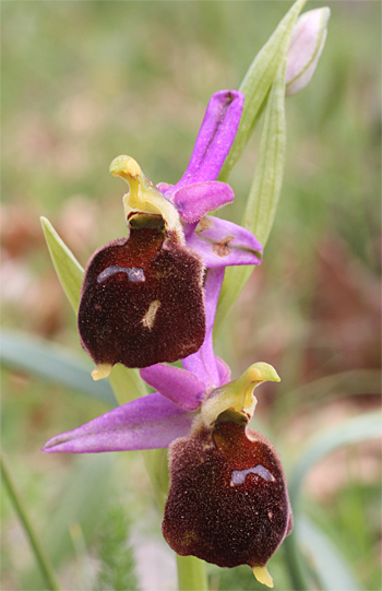 Ophrys biscutella, Cagnano Varano.