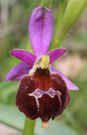 Ophrys biscutella, Cagnano Varano.