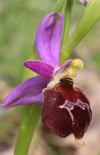 Ophrys biscutella, Cagnano Varano.