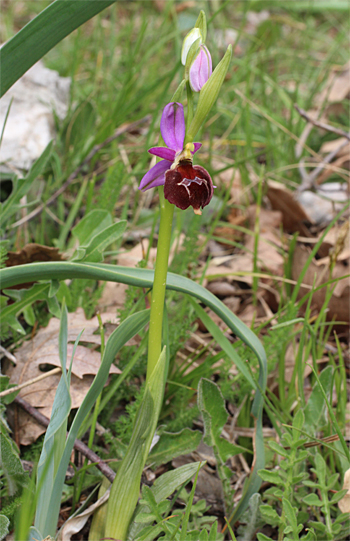 Ophrys biscutella, Cagnano Varano.