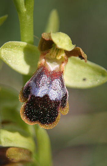 Ophrys blitopertha, Laerma.
