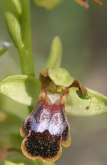 Ophrys blitopertha, Laerma.