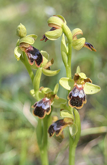 Ophrys blitopertha, Laerma.