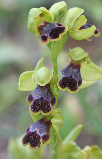 Ophrys blitopertha, Laerma.