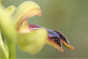 Ophrys blitopertha, Laerma.