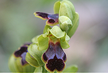 Ophrys blitopertha, Laerma.