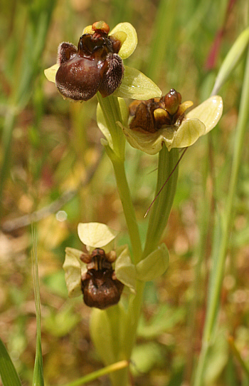 Ophrys bombyliflora, Sa Duchessa.