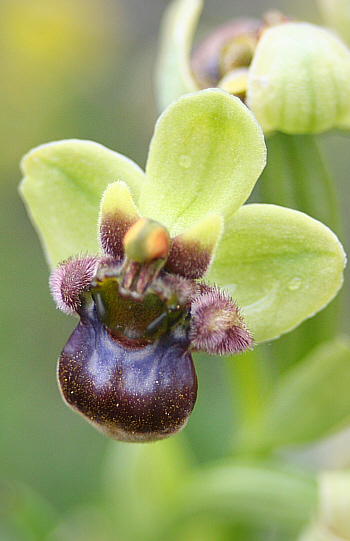 Ophrys bombyliflora, Kattavia.
