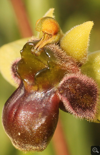 Ophrys bombyliflora, Militsa.