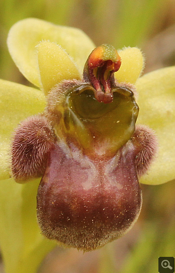 Ophrys bombyliflora, Nafpaktos.
