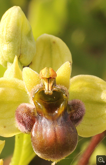Ophrys bombyliflora, Militsa.