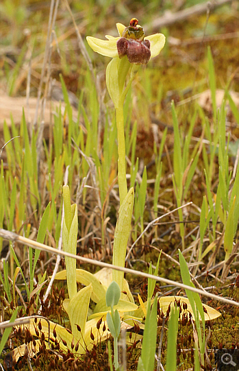 Ophrys bombyliflora, Nafpaktos.